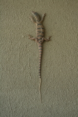 Varanus griseus caspius