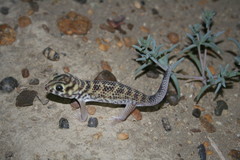 Teratoscincus scincus