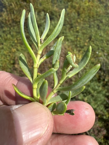 Fleshy Jaumea foliage