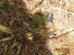 Lupinus nanus