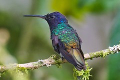 Chrysuronia oenone