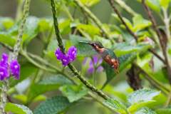 Chaetocercus heliodor