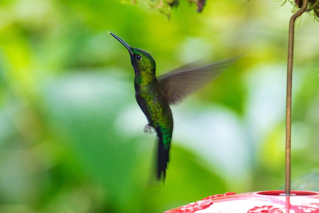 Black-throated Brilliant photo