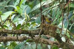 Chlorospingus flavigularis