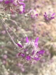 Dalea pulchra