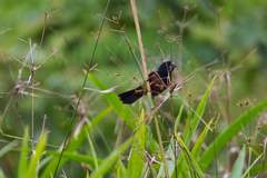 Sporophila angolensis