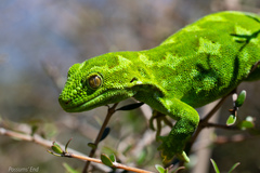 Naultinus gemmeus
