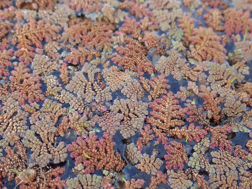 Azolla image