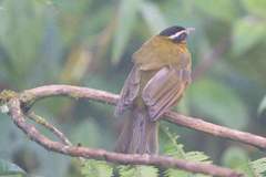 Kleinothraupis atropileus