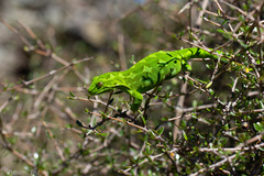 Naultinus gemmeus