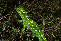 Naultinus gemmeus