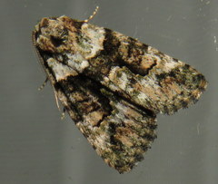 Pherechoa crypsichlora