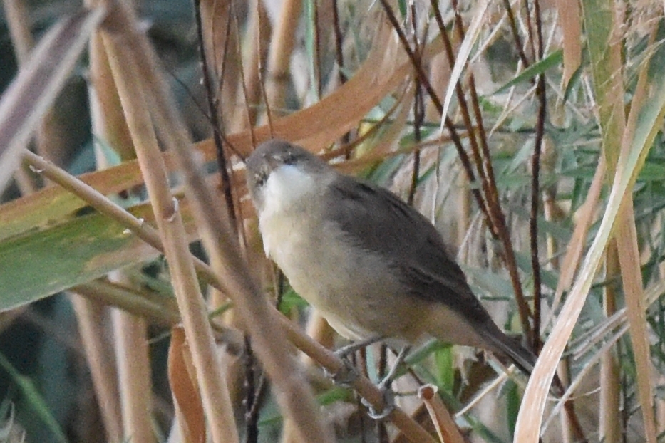 Clamorous Reed Warbler