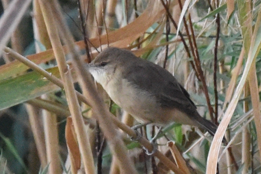 Clamorous Reed Warbler