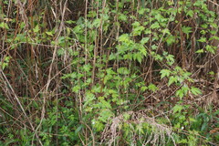 Rubus palmatus