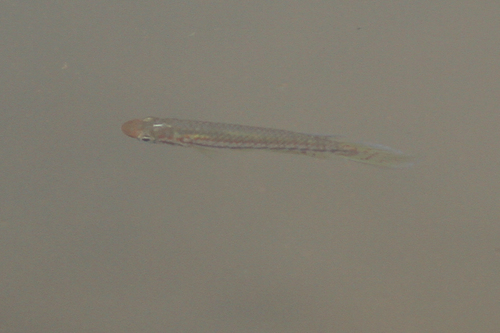 Epiplatys bifasciatus