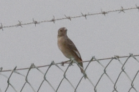 Desert Finch