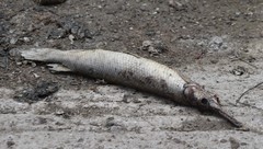 Atractosteus spatula