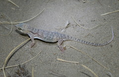 Crossobamon eversmanni