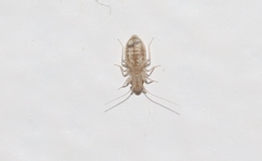 Trogium pulsatorium