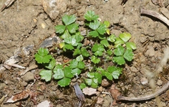 Hydrocotyle tripartita