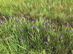 Iris brevicaulis