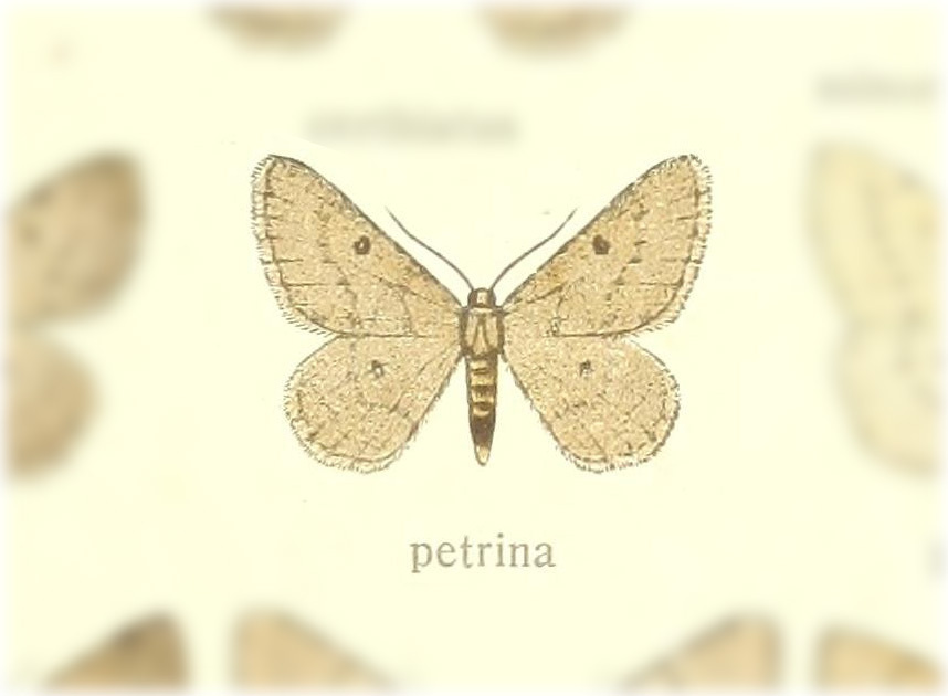 Charissa pentheri