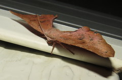 Parepisparis excusata