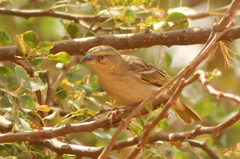 Ploceus melanocephalus