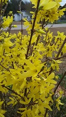 Forsythia viridissima