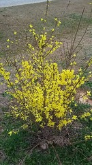 Forsythia viridissima