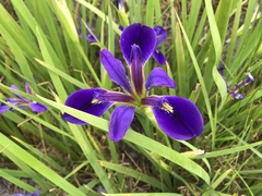 Iris brevicaulis