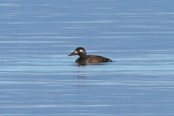 White-winged Scoter from Algoma District, ON, Canada on October 17 ...