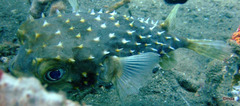Cyclichthys spilostylus