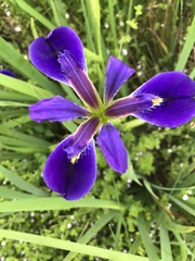 Iris brevicaulis