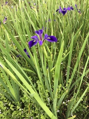 Iris brevicaulis