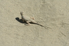 Phrynocephalus interscapularis