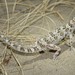 Tenuidactylus caspius - Photo (c) daveshowler, μερικά δικαιώματα διατηρούνται (CC BY-NC), uploaded by daveshowler