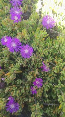 Disphyma crassifolium