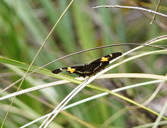 Tisiphone abeona albifascia