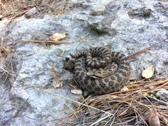 Crotalus pricei