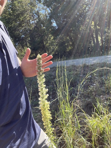 Liatris bridgesii, photograph 4