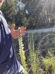 Liatris bridgesii, photograph samlutfy, CC BY, iNaturalist via GBIF