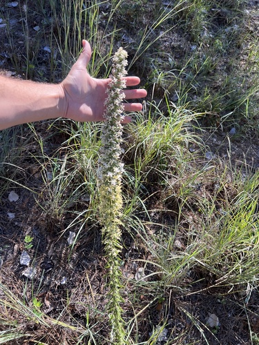 Liatris bridgesii, photograph 5