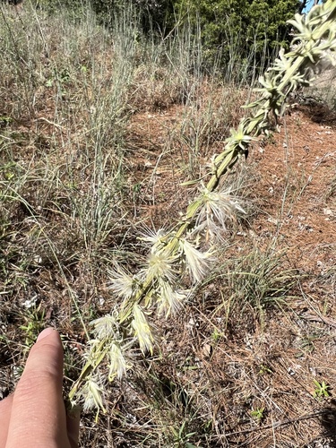 Liatris bridgesii, photograph 6