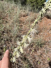 Liatris bridgesii, photograph samlutfy, CC BY, iNaturalist via GBIF