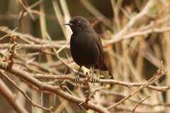 Cercotrichas podobe