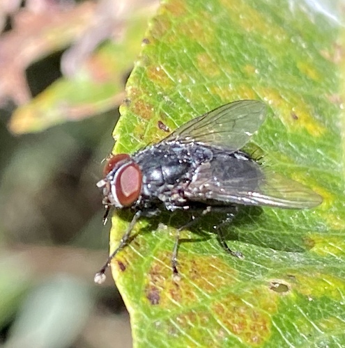 iNaturalist observation photo of Brachyceran Flies