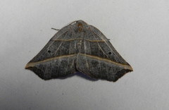 Metanema determinata