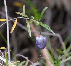 Billardiera macrantha